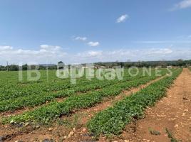 , 337.00 m², Manacor Centro